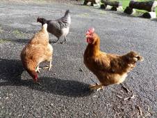 1960792_875295739202605_6990703113728833986_o